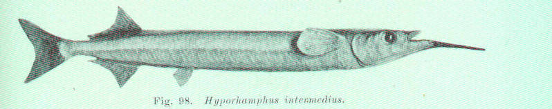 Hyporhamphus intermedius (Cantor, 1842)
